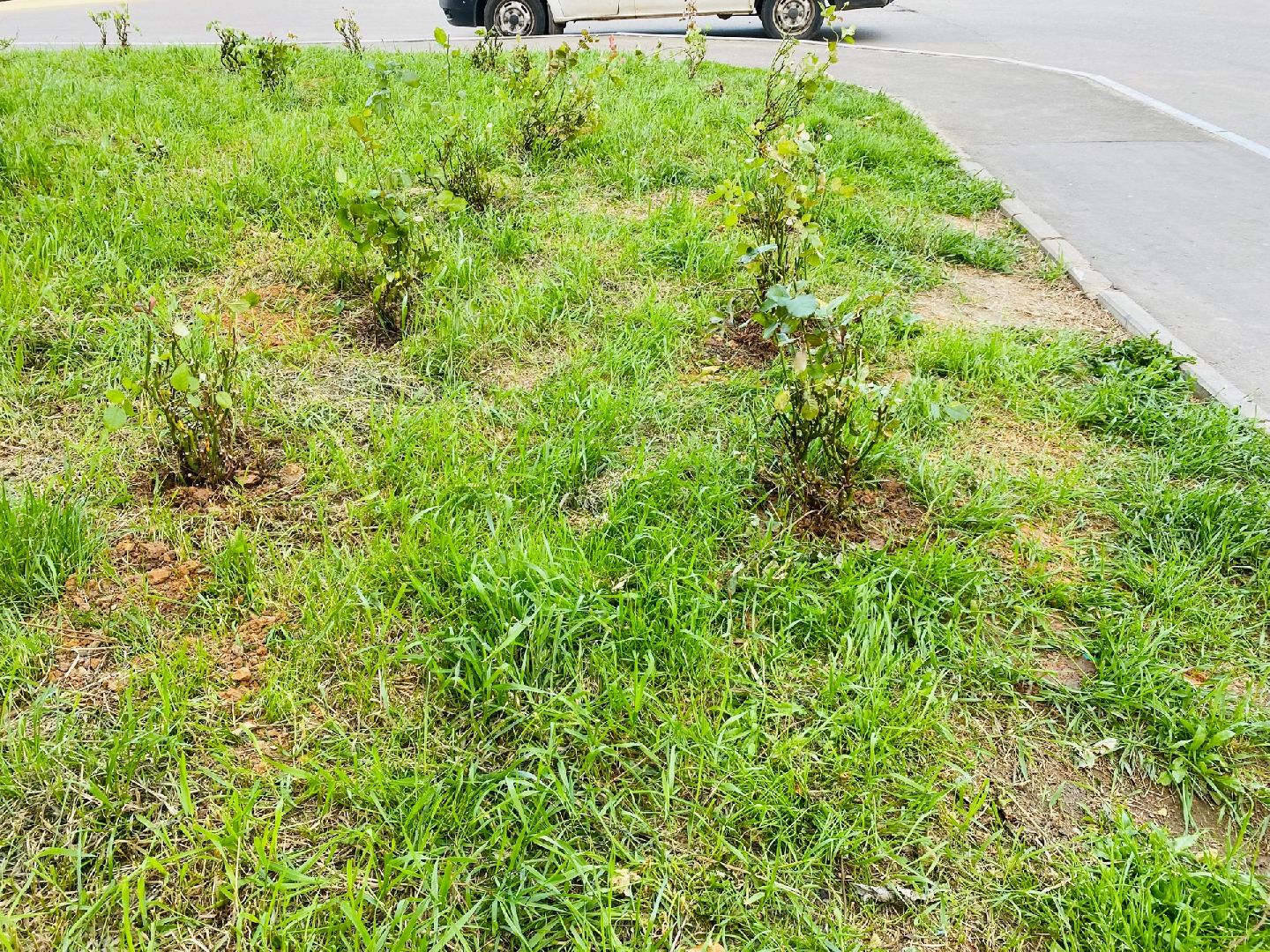 Домодедово, благоустройство, посадка роз, кустовые розы