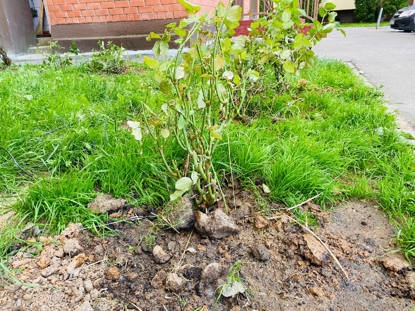 Домодедово, благоустройство, посадка роз, кустовые розы