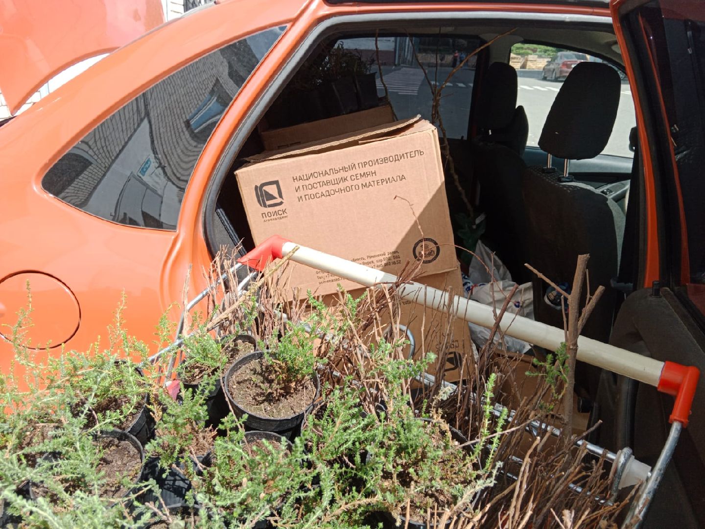 агрофирма, Поиск, Город-сад, движение, цветы, рассада