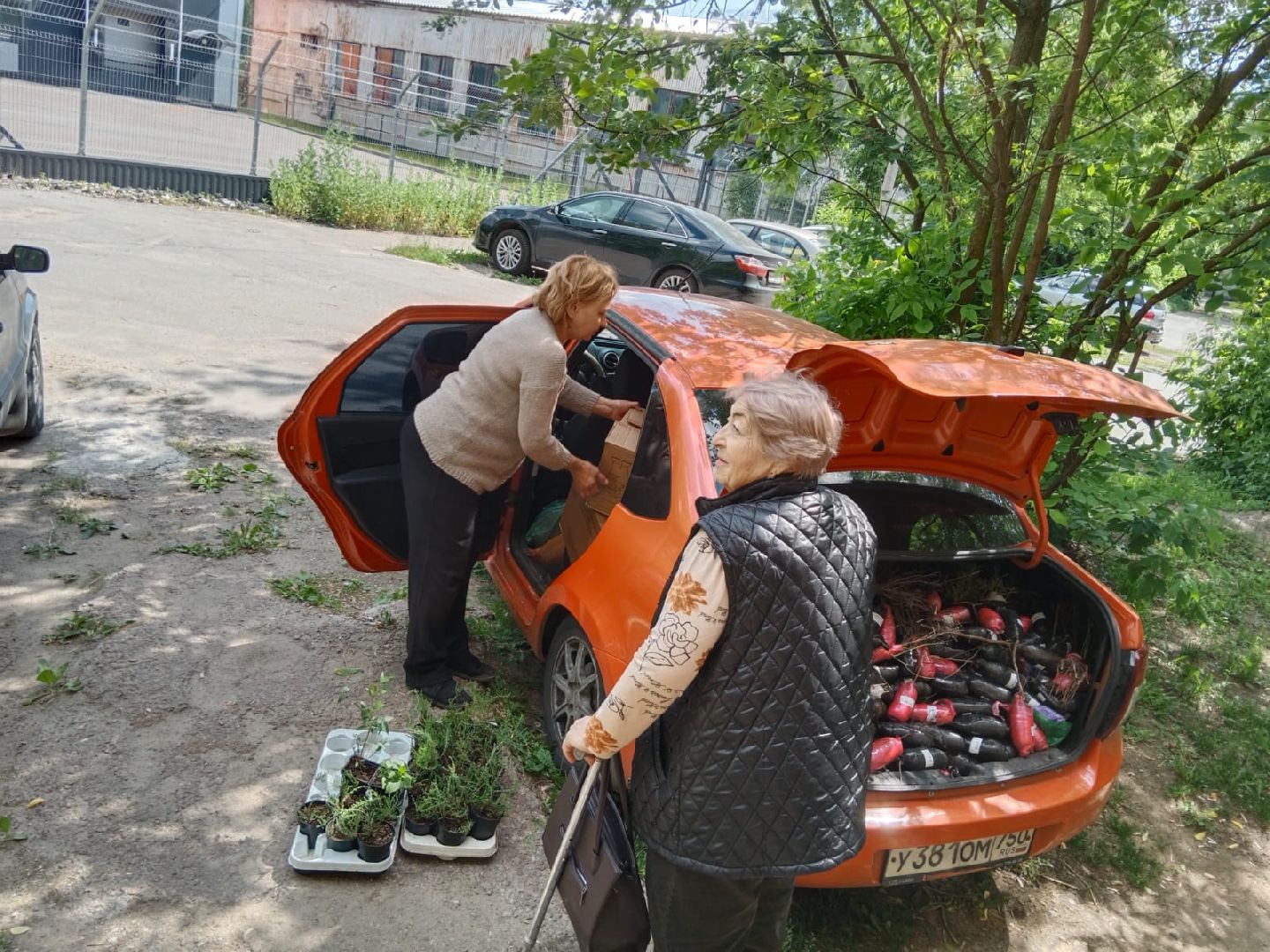 агрофирма, Поиск, Город-сад, движение, цветы, рассада