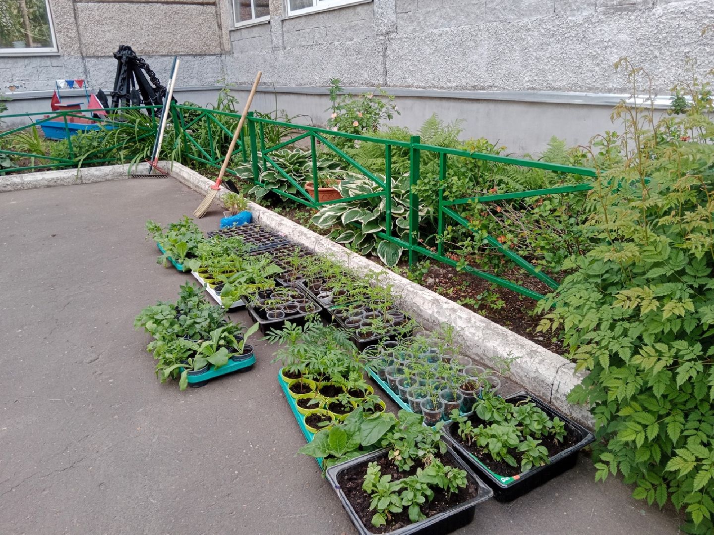 агрофирма, Поиск, Город-сад, движение, цветы, рассада