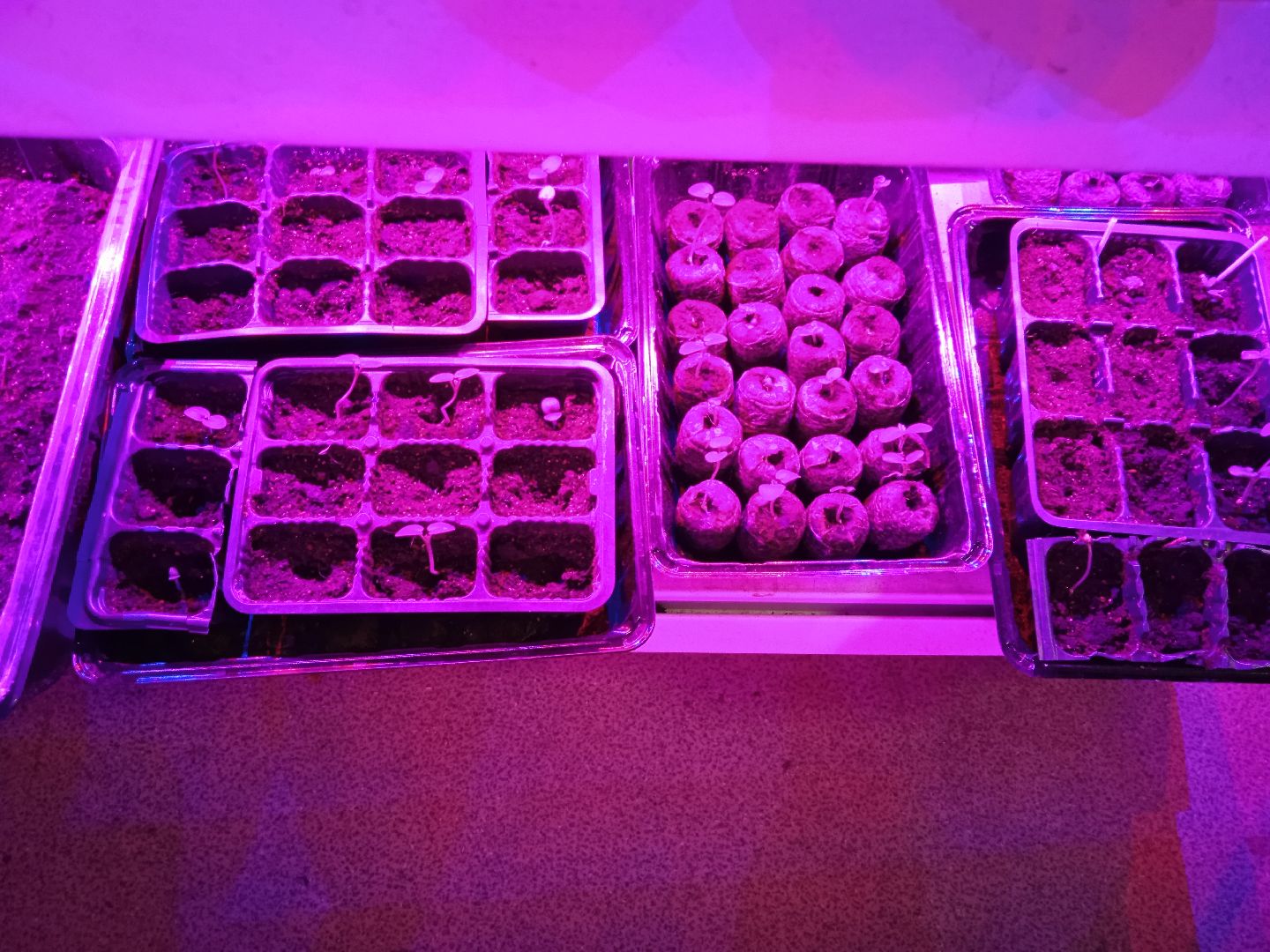 агрофирма, Поиск, Город-сад, движение, цветы, рассада