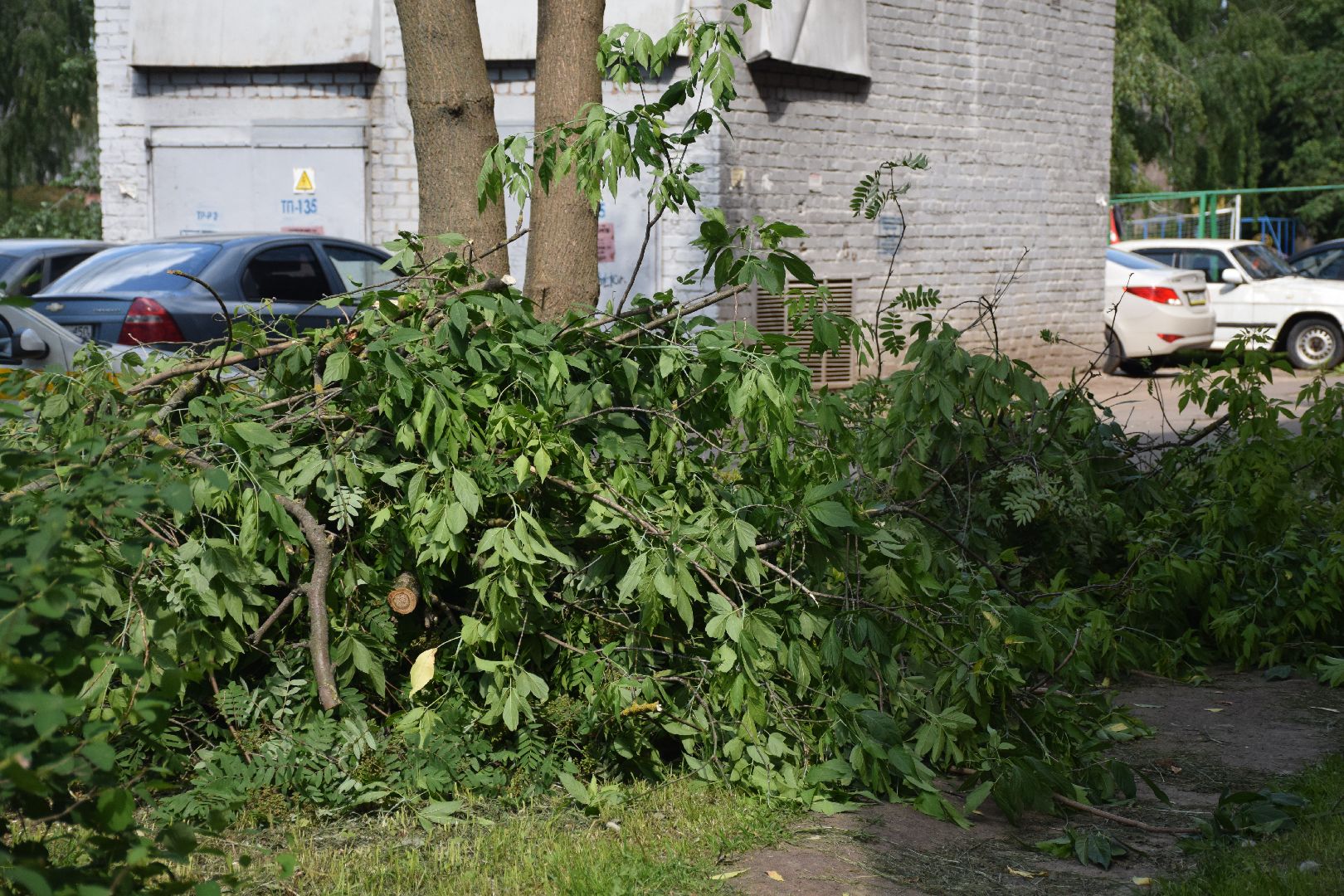 Павловский Посад, городской округ Павловский Посад, благоустройство, деревья, перемены