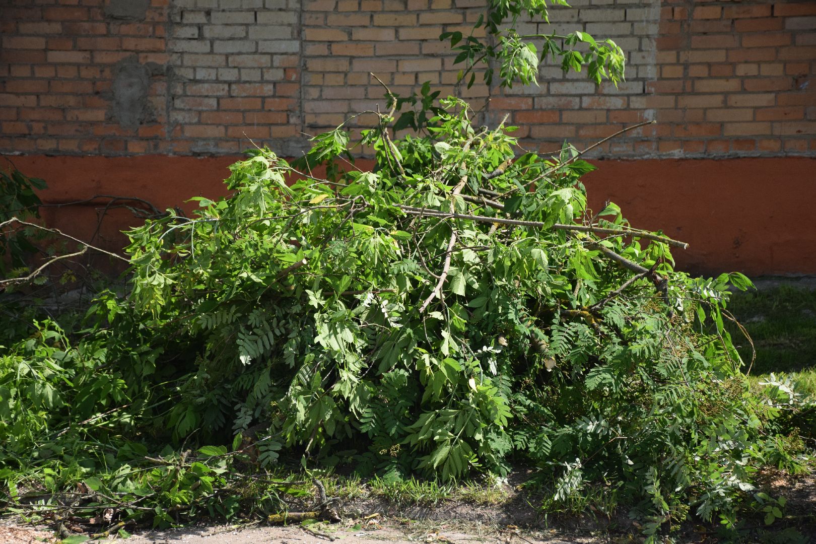 Павловский Посад, городской округ Павловский Посад, благоустройство, деревья, перемены