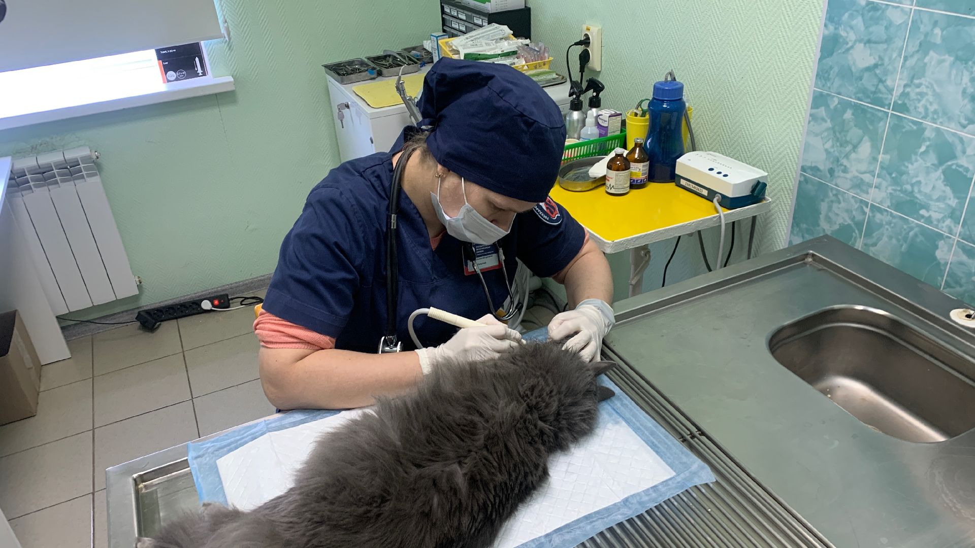 Ступино, ветстанция, стоматолог для животных