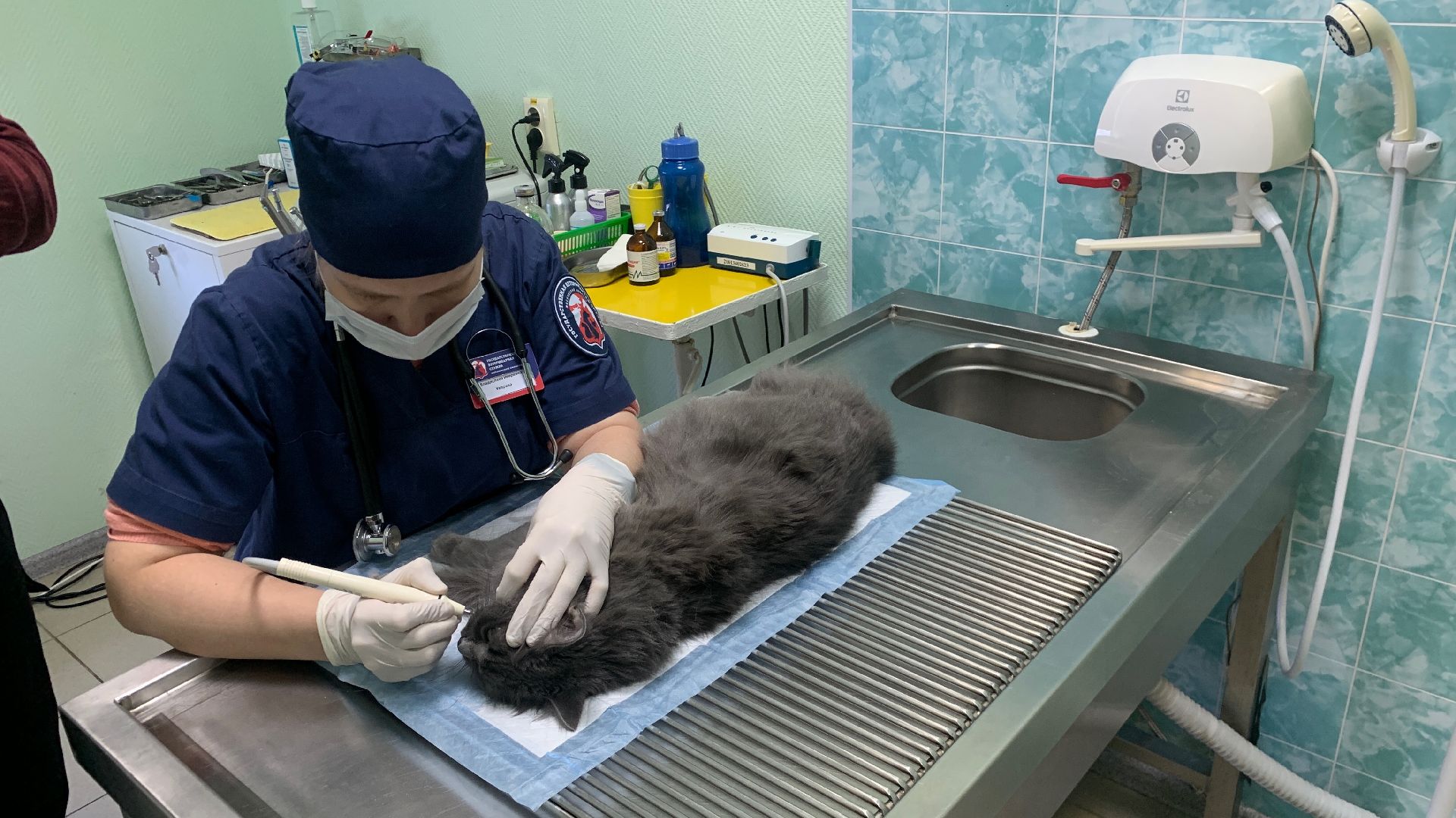 Ступино, ветстанция, стоматолог для животных