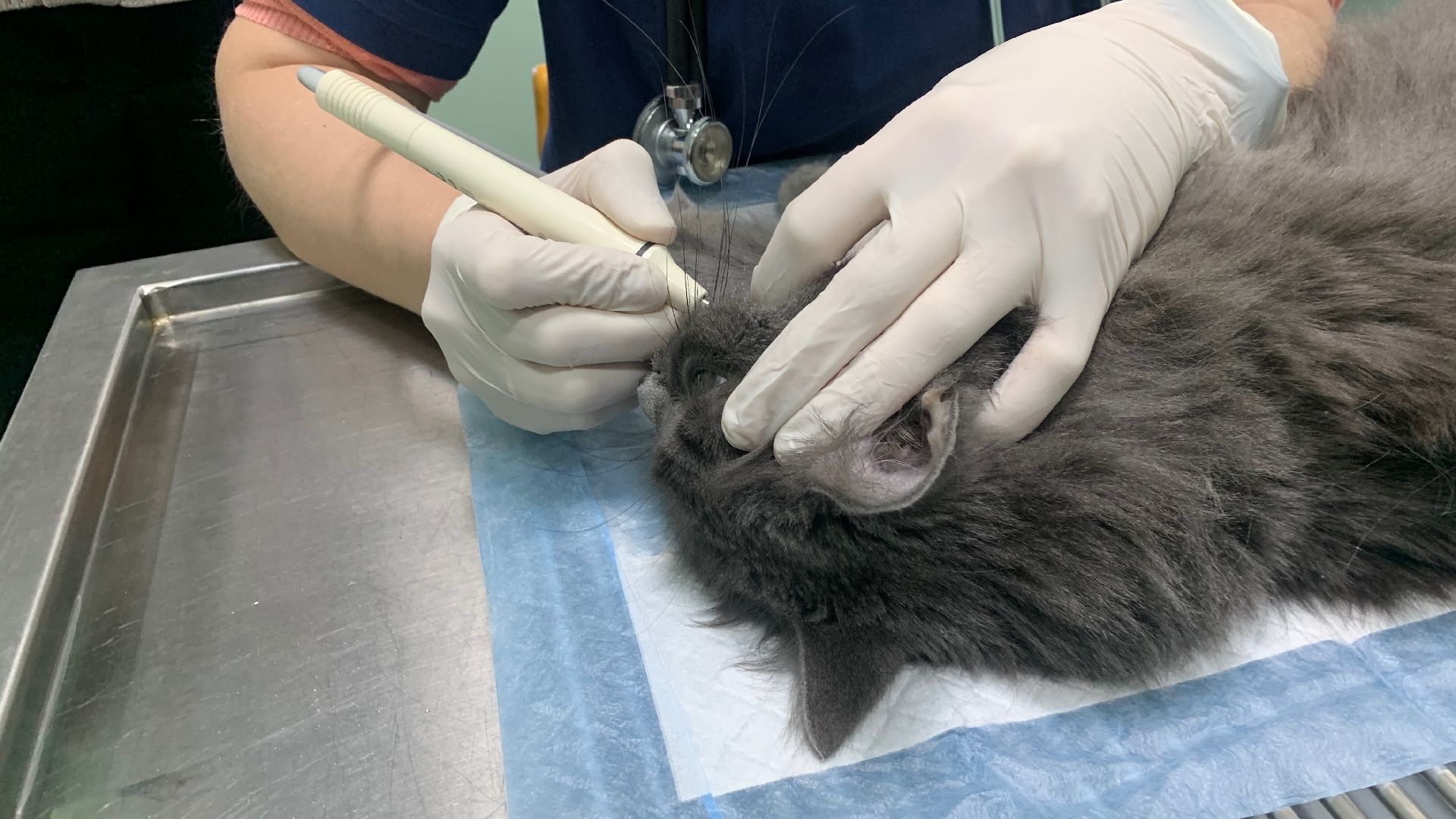 Ступино, ветстанция, стоматолог для животных