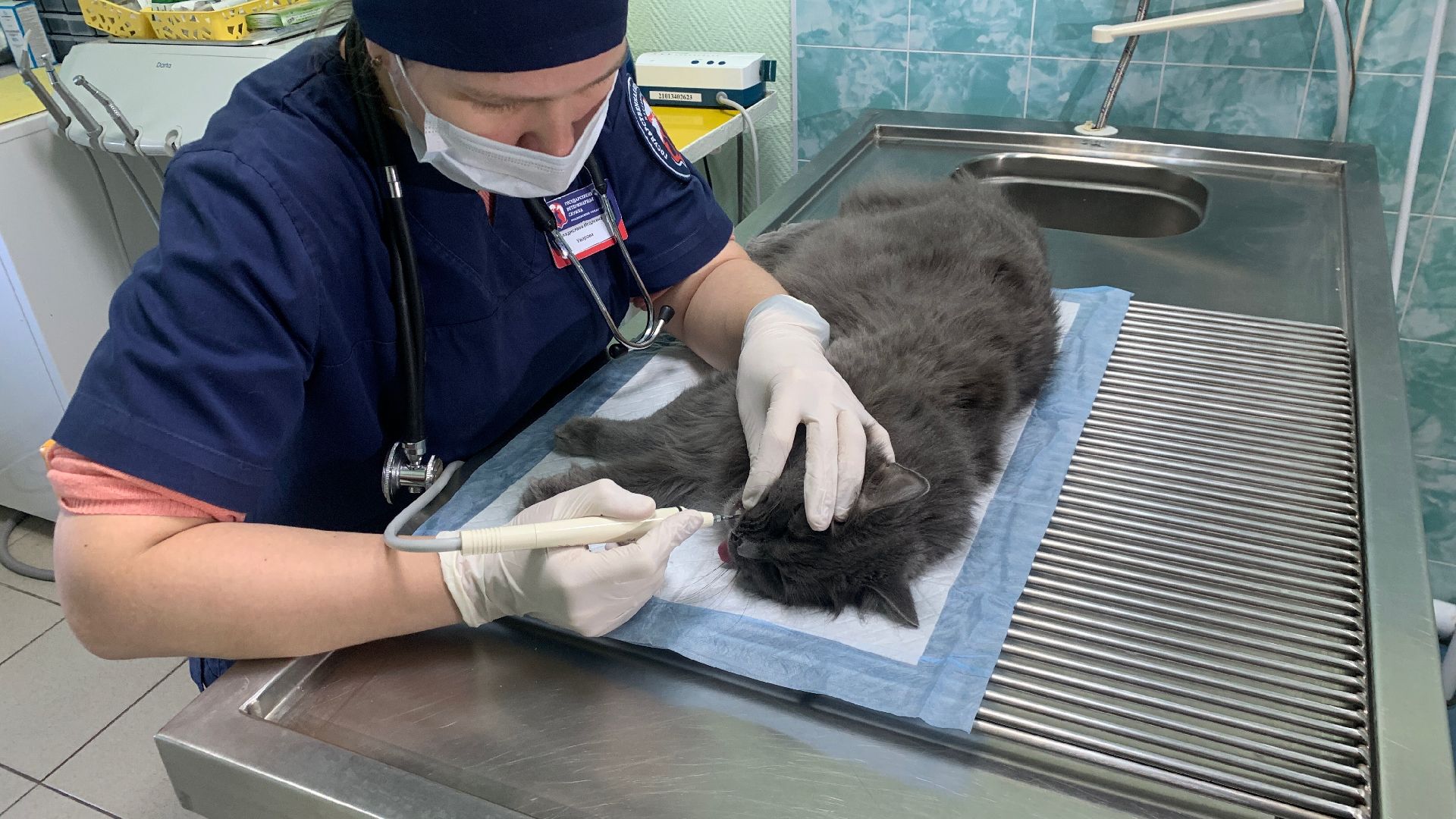 Ступино, ветстанция, стоматолог для животных