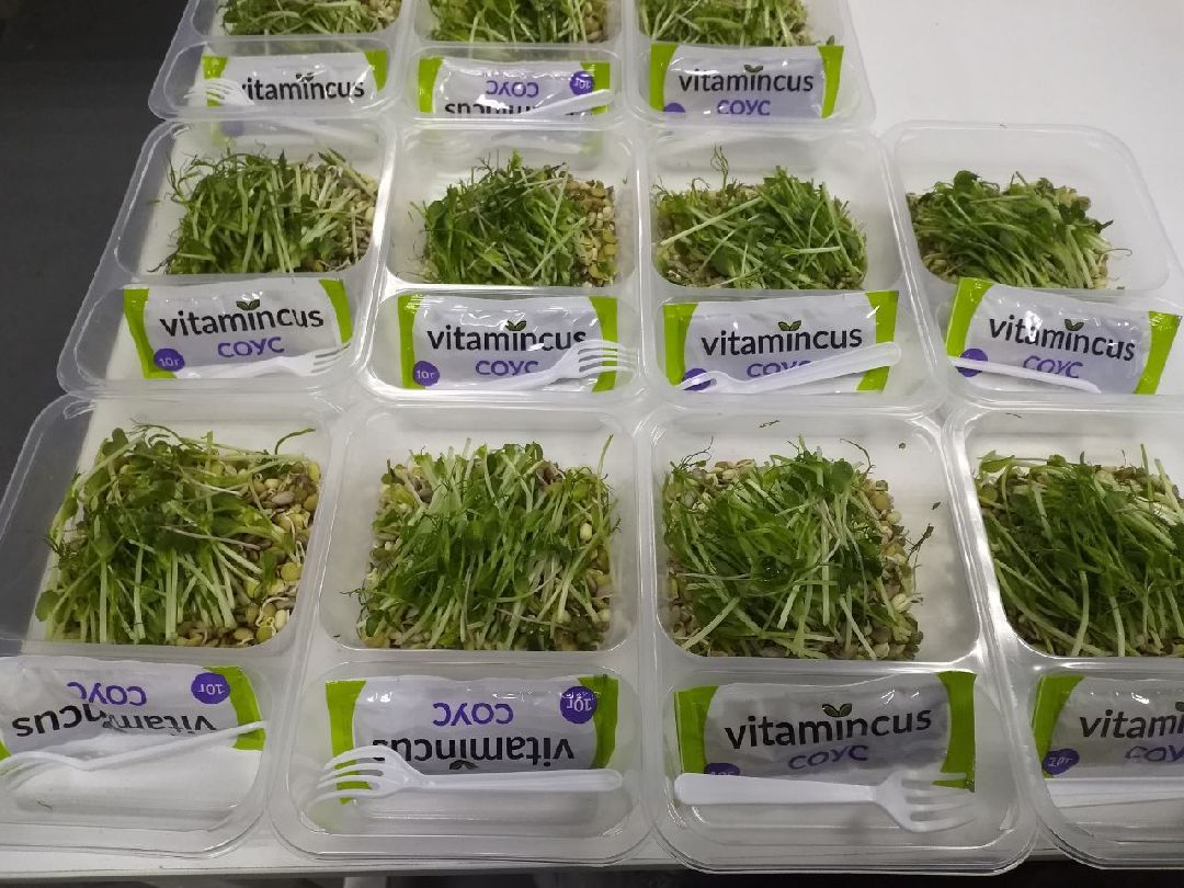 ОАЭ, Подмосковье, Дубай, микрозелень, ростки, предприятие, бизнес