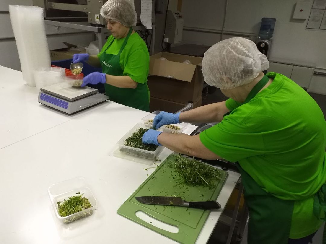 ОАЭ, Подмосковье, Дубай, микрозелень, ростки, предприятие, бизнес