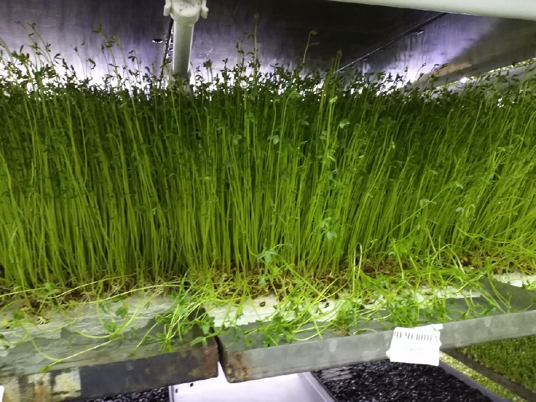 ОАЭ, Подмосковье, Дубай, микрозелень, ростки, предприятие, бизнес