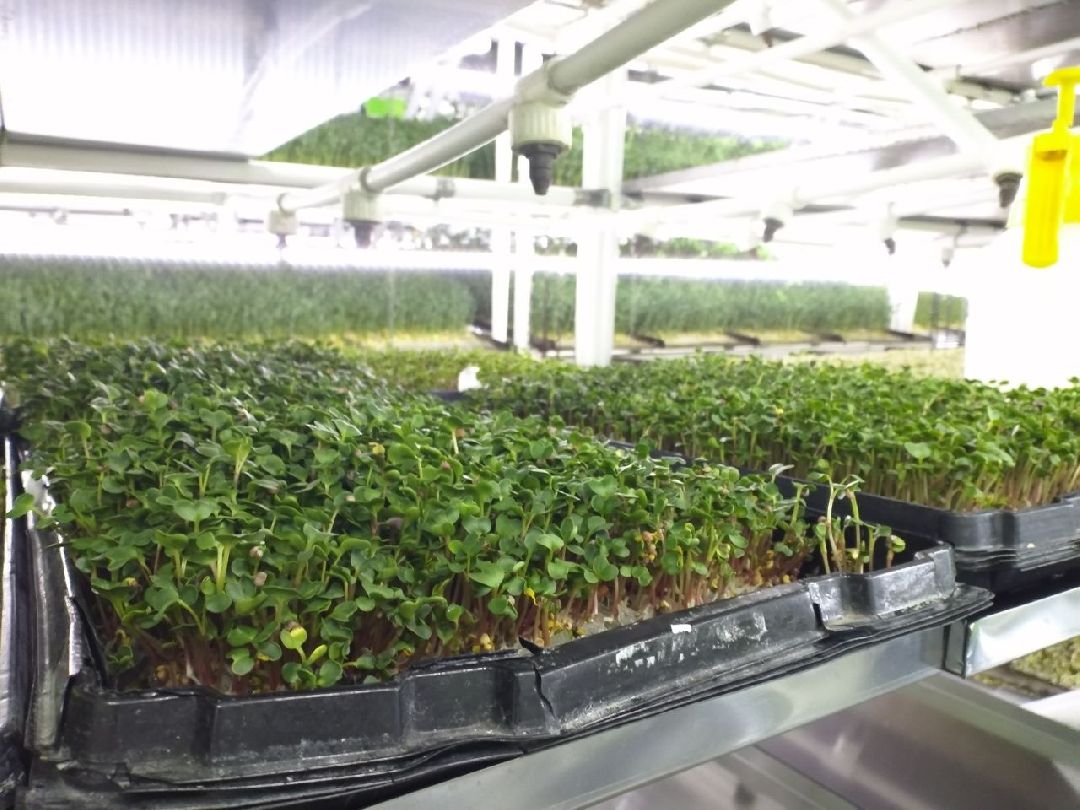 ОАЭ, Подмосковье, Дубай, микрозелень, ростки, предприятие, бизнес