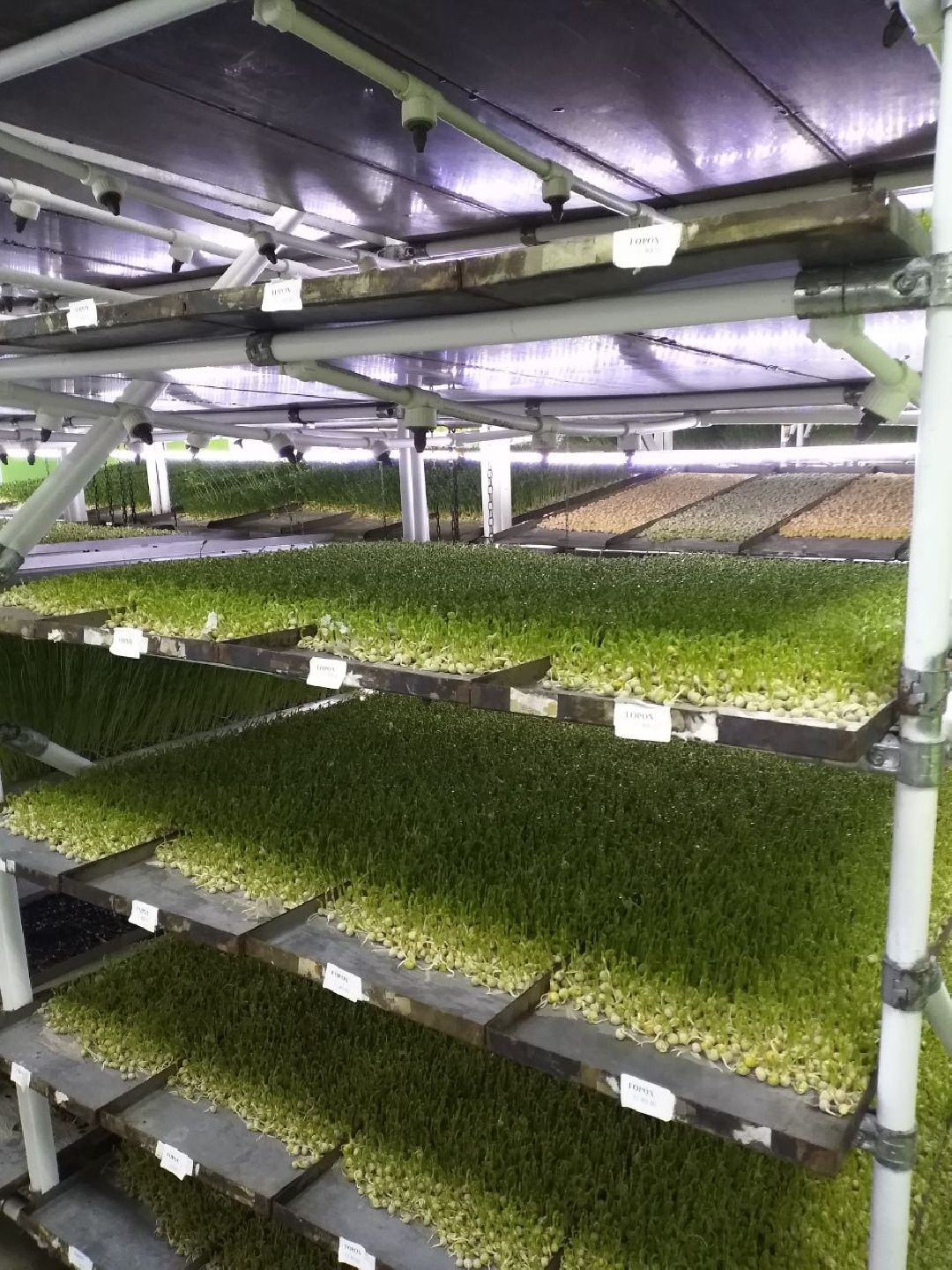 ОАЭ, Подмосковье, Дубай, микрозелень, ростки, предприятие, бизнес