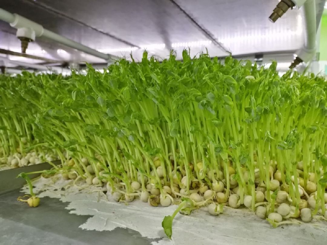 ОАЭ, Подмосковье, Дубай, микрозелень, ростки, предприятие, бизнес