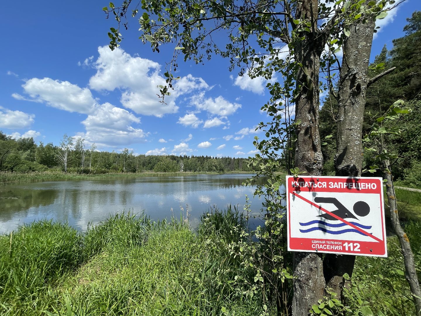 Экология, Одинцово, пруд, сброс, цветение,