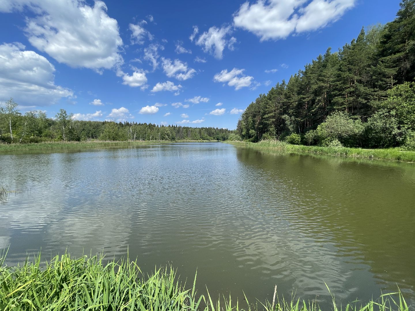 Экология, Одинцово, пруд, сброс, цветение,