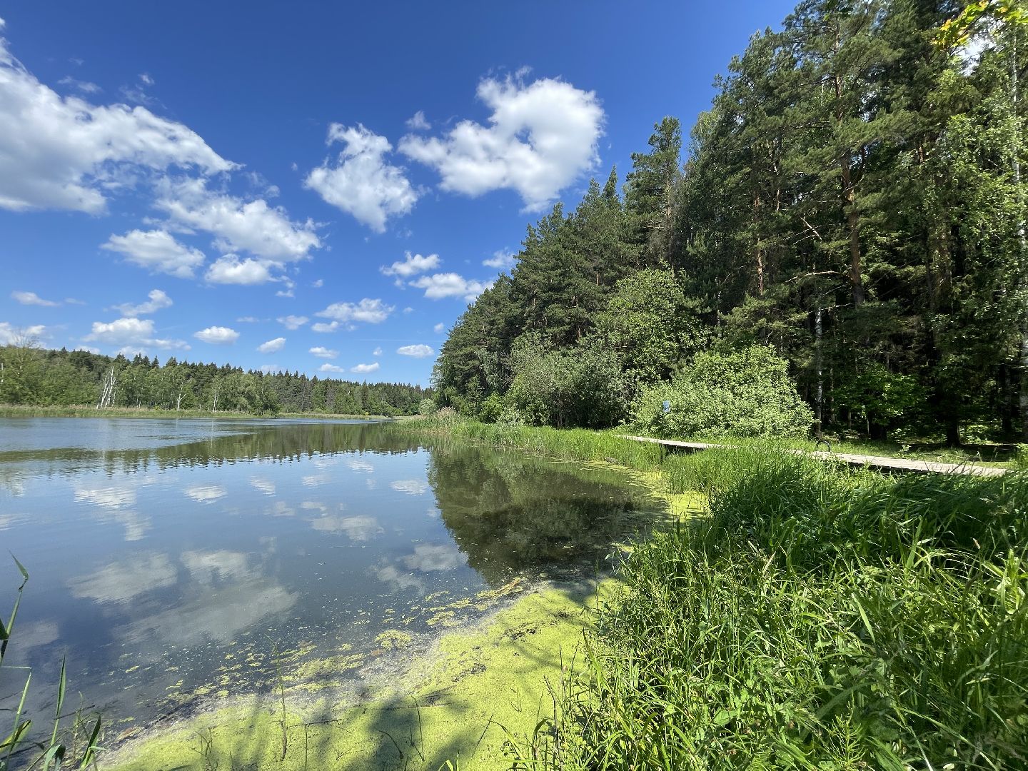 Экология, Одинцово, пруд, сброс, цветение,