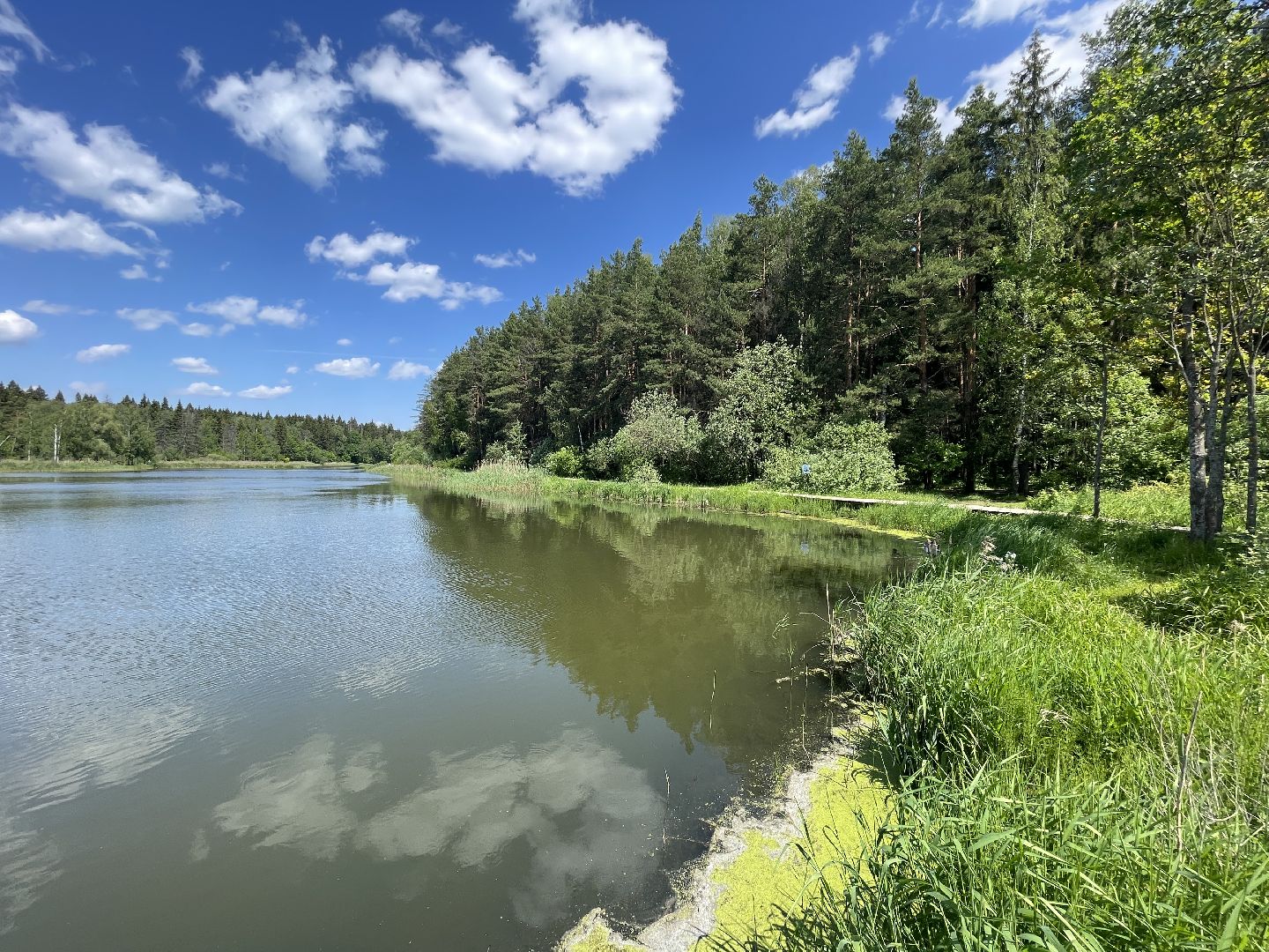 Экология, Одинцово, пруд, сброс, цветение,