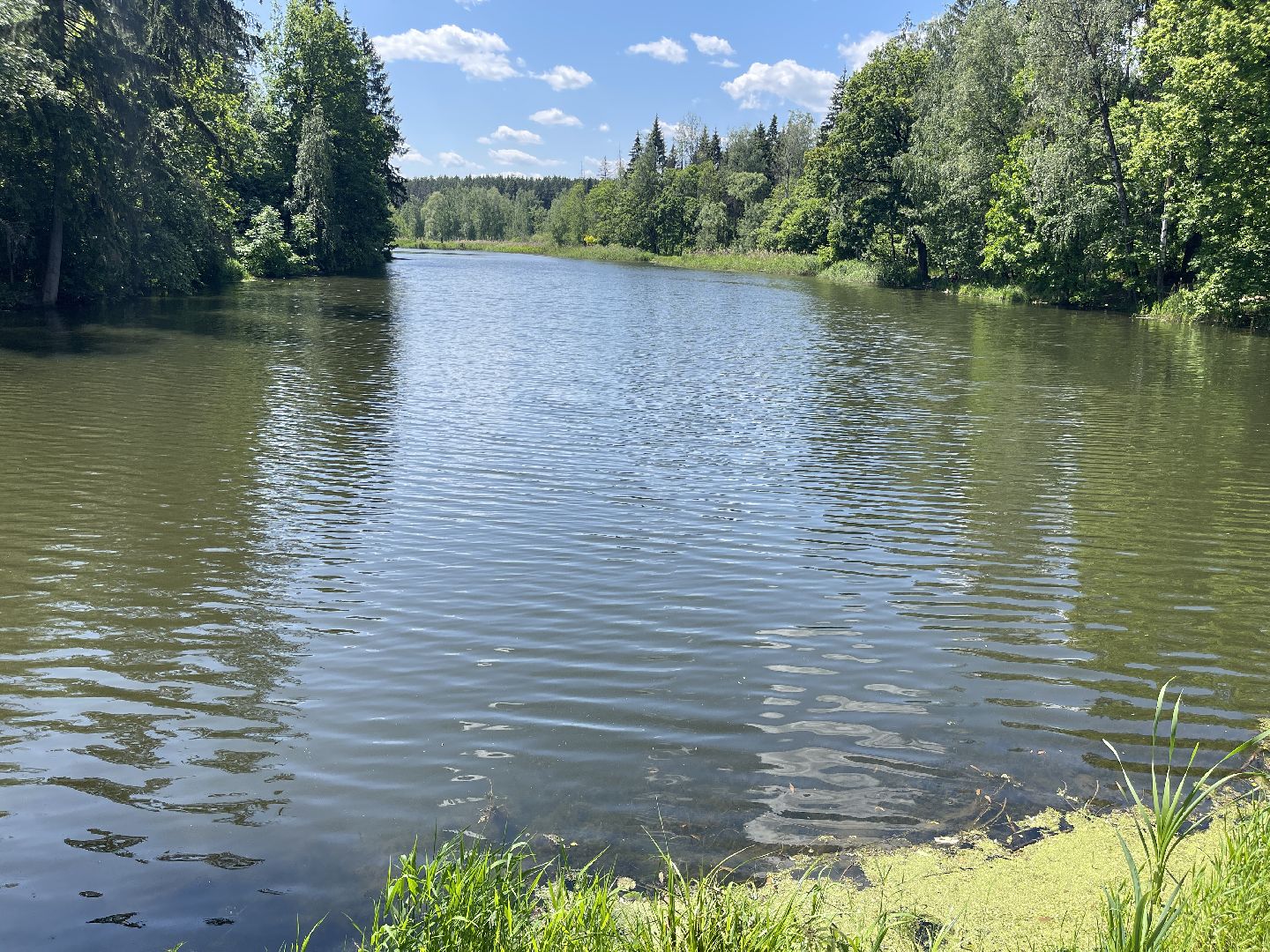 Экология, Одинцово, пруд, сброс, цветение,