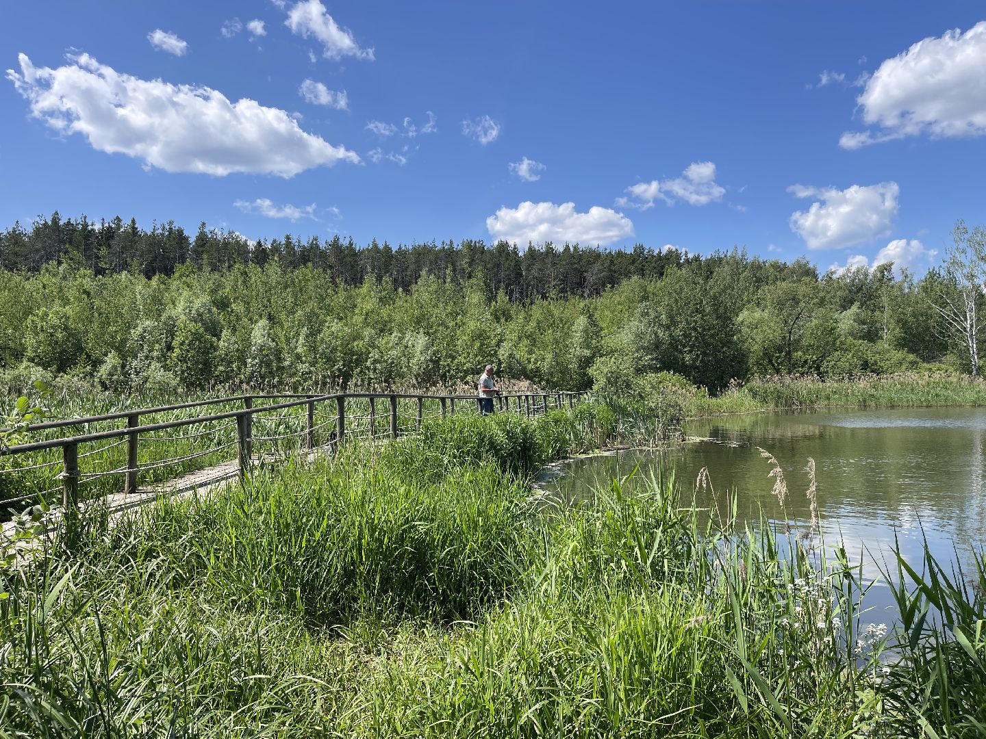 Экология, Одинцово, пруд, сброс, цветение,