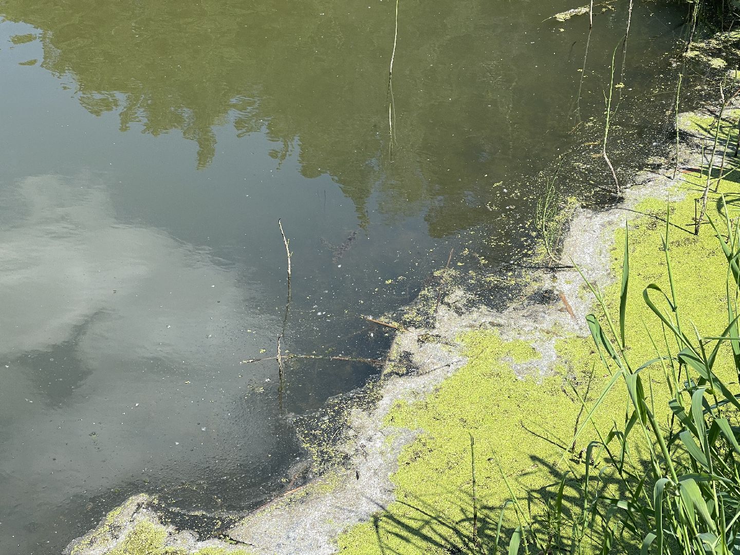 Экология, Одинцово, пруд, сброс, цветение,