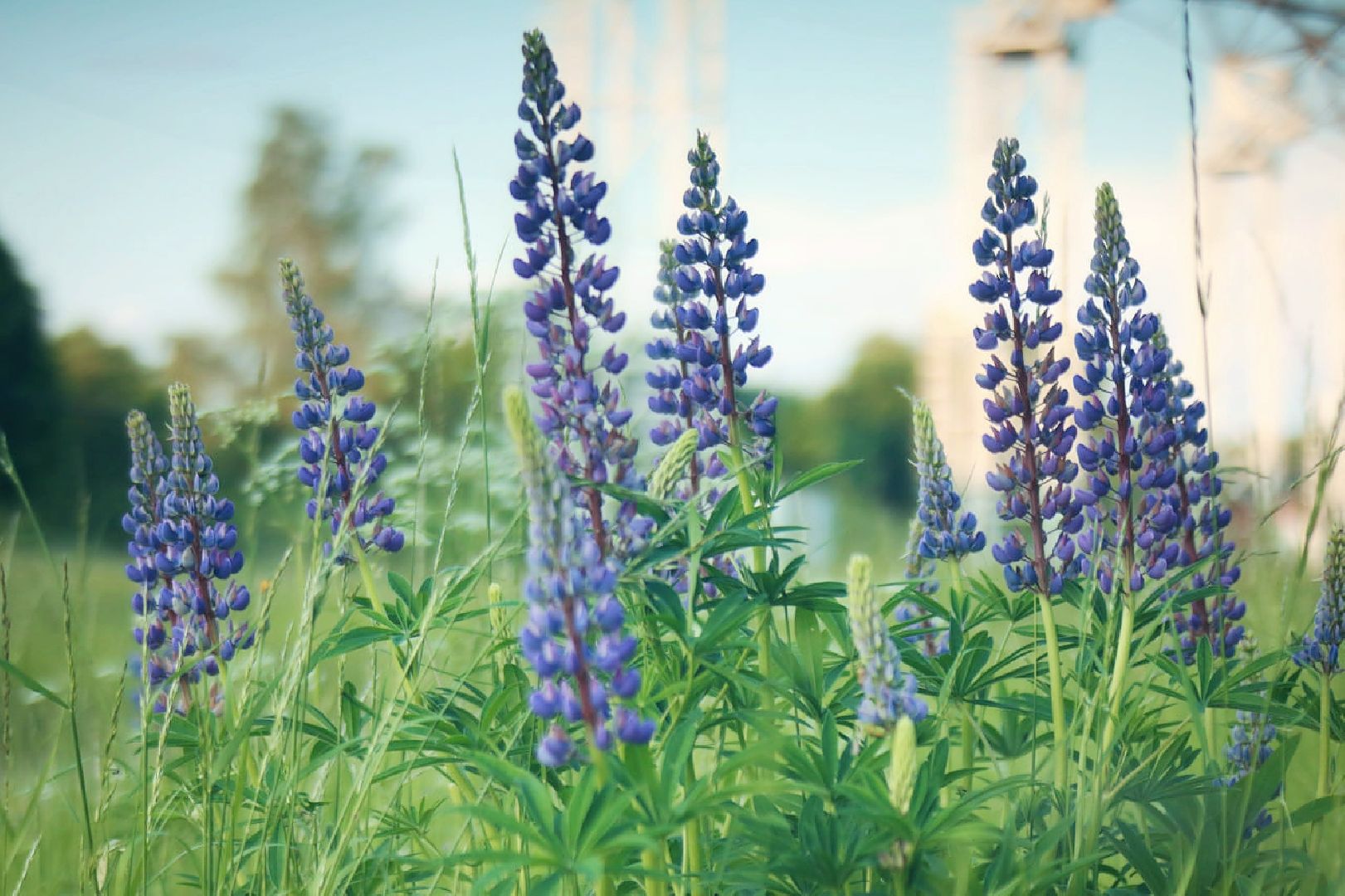 Пущино, экология