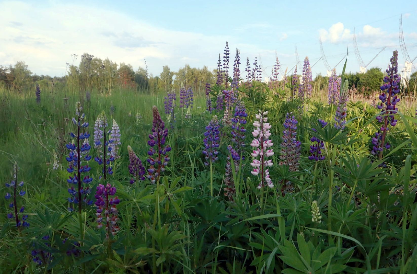 Пущино, экология