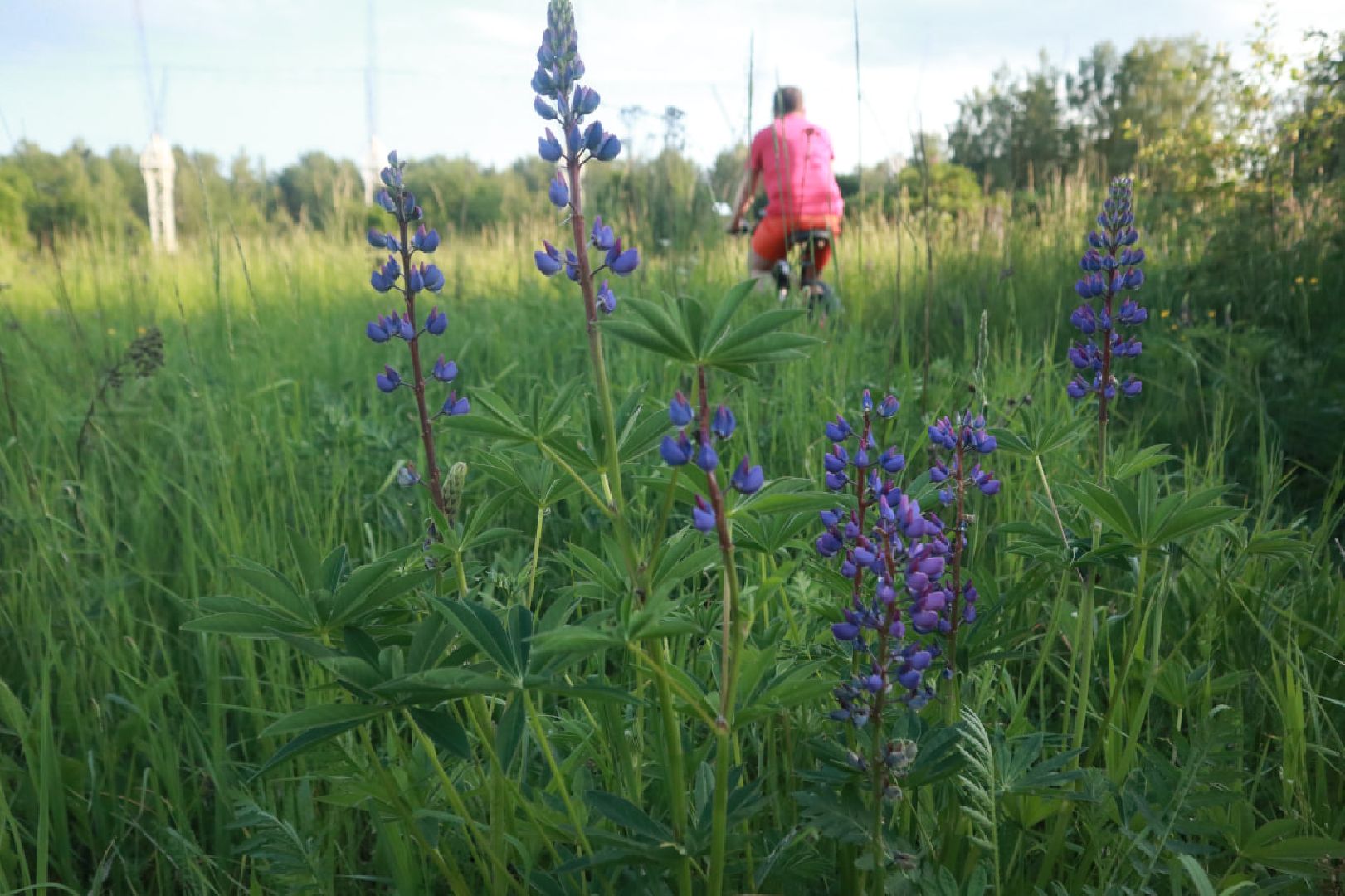 Пущино, экология