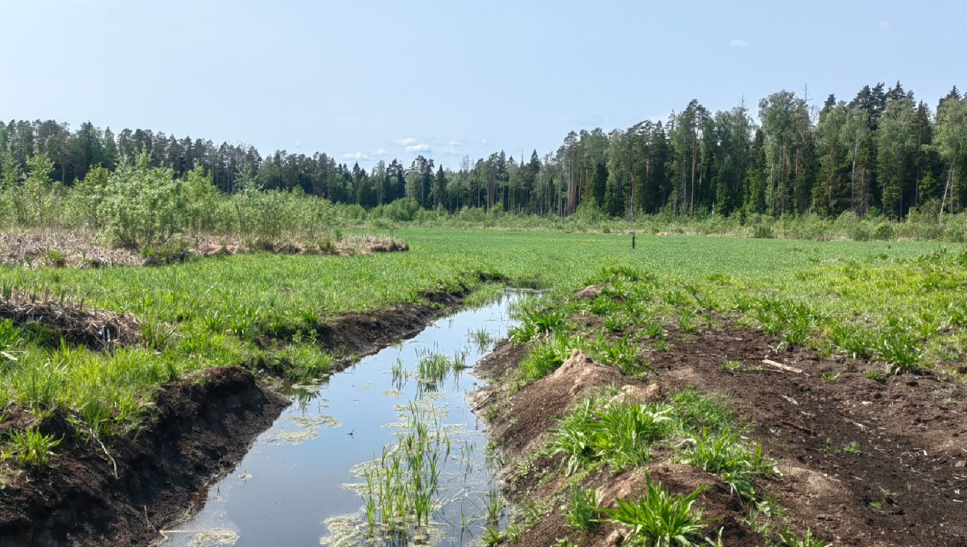 Солнечногорск, река, радомля, экология, гидролог