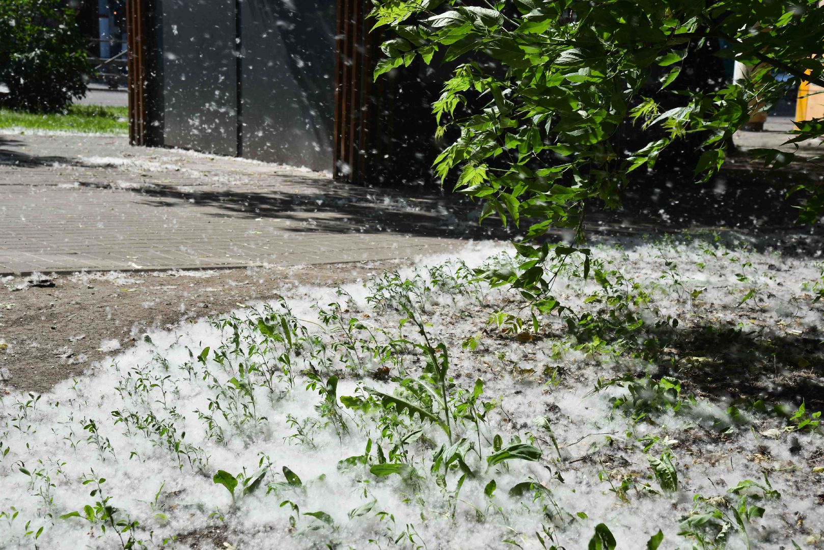 Химки, аллергия, рекомендации