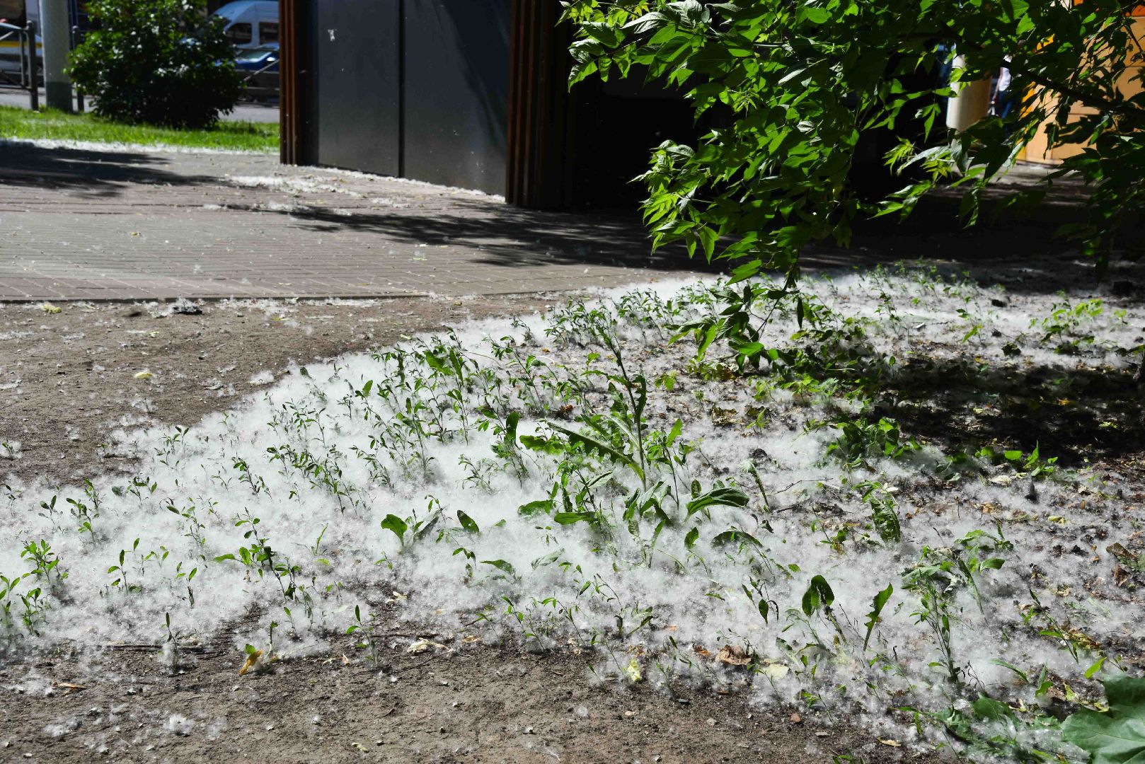 Химки, аллергия, рекомендации