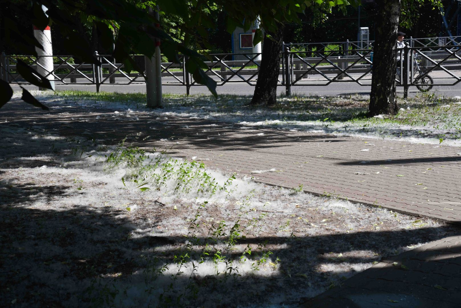 Химки, аллергия, рекомендации