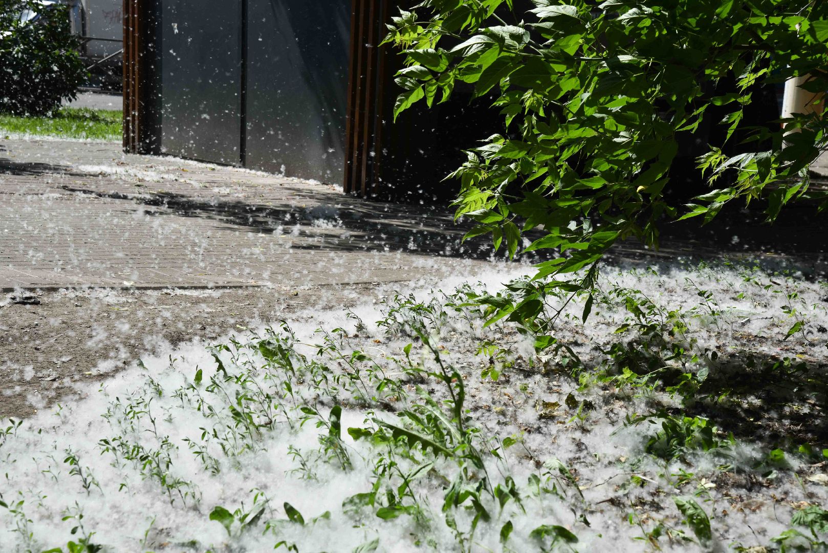 Химки, аллергия, рекомендации