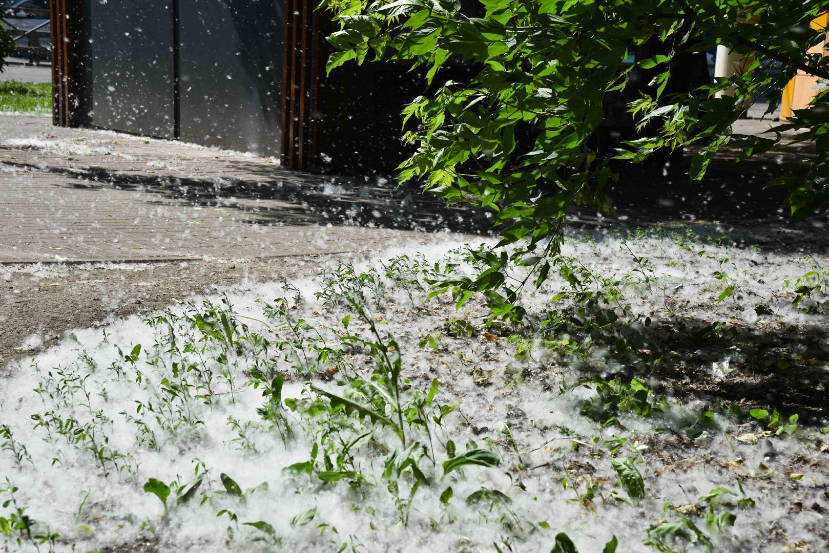 Химки, аллергия, рекомендации