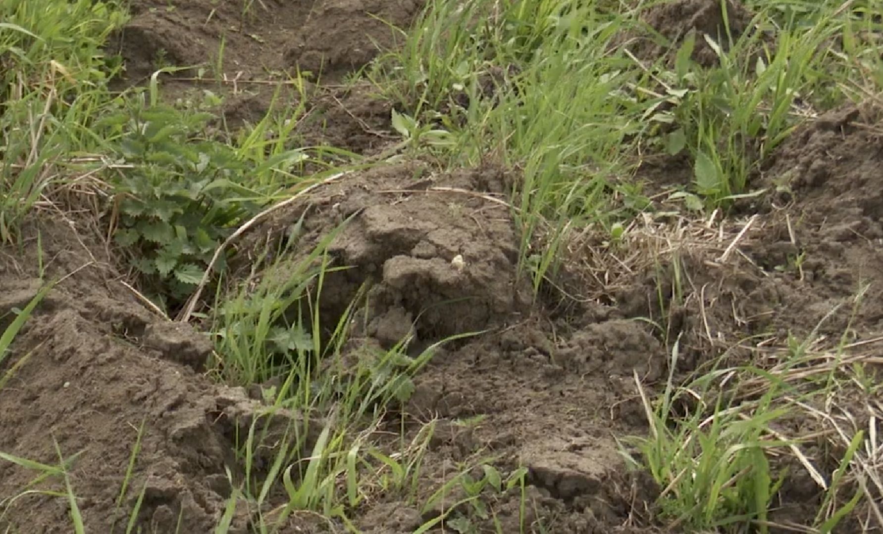 Клин, экономика, люди, сельхозпроизводство