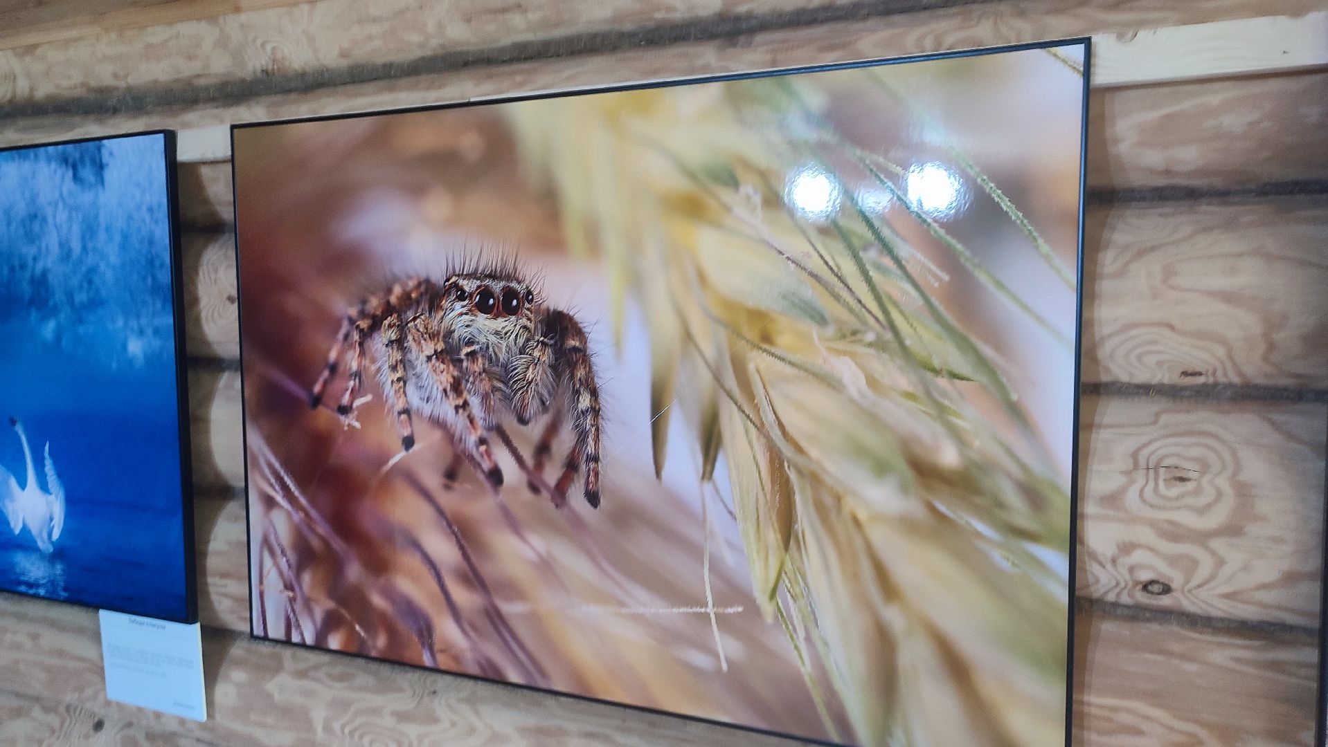 Кашира, выставка, фотография, дом Щукина, культура