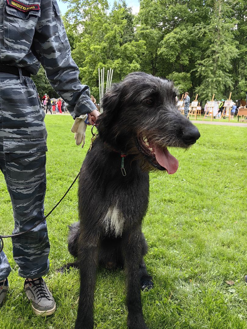 Кинолог, предприниматель, парк, бизнес, собака