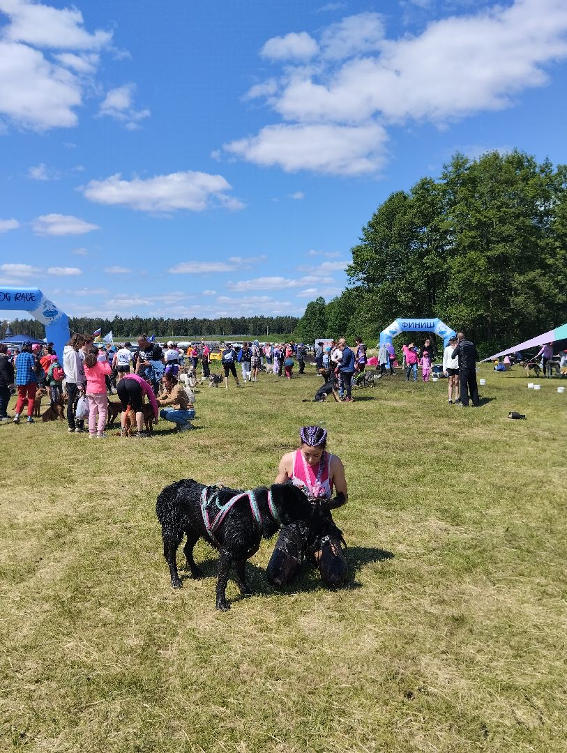 Экстремальные гонки, Хвостатый драйв, гонки с собаками, Старая Купавна, Богородский городской округ, эксклюзив