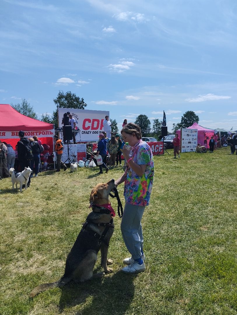 Экстремальные гонки, Хвостатый драйв, гонки с собаками, Старая Купавна, Богородский городской округ, эксклюзив