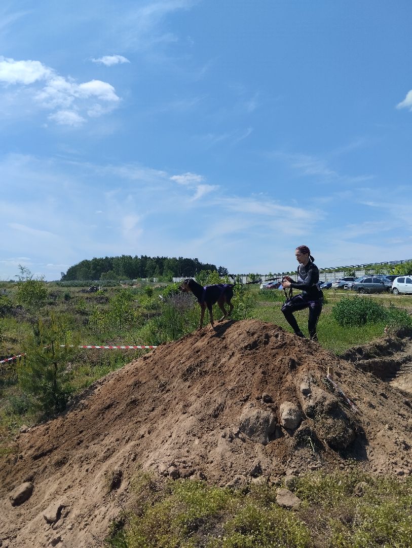 Экстремальные гонки, Хвостатый драйв, гонки с собаками, Старая Купавна, Богородский городской округ, эксклюзив