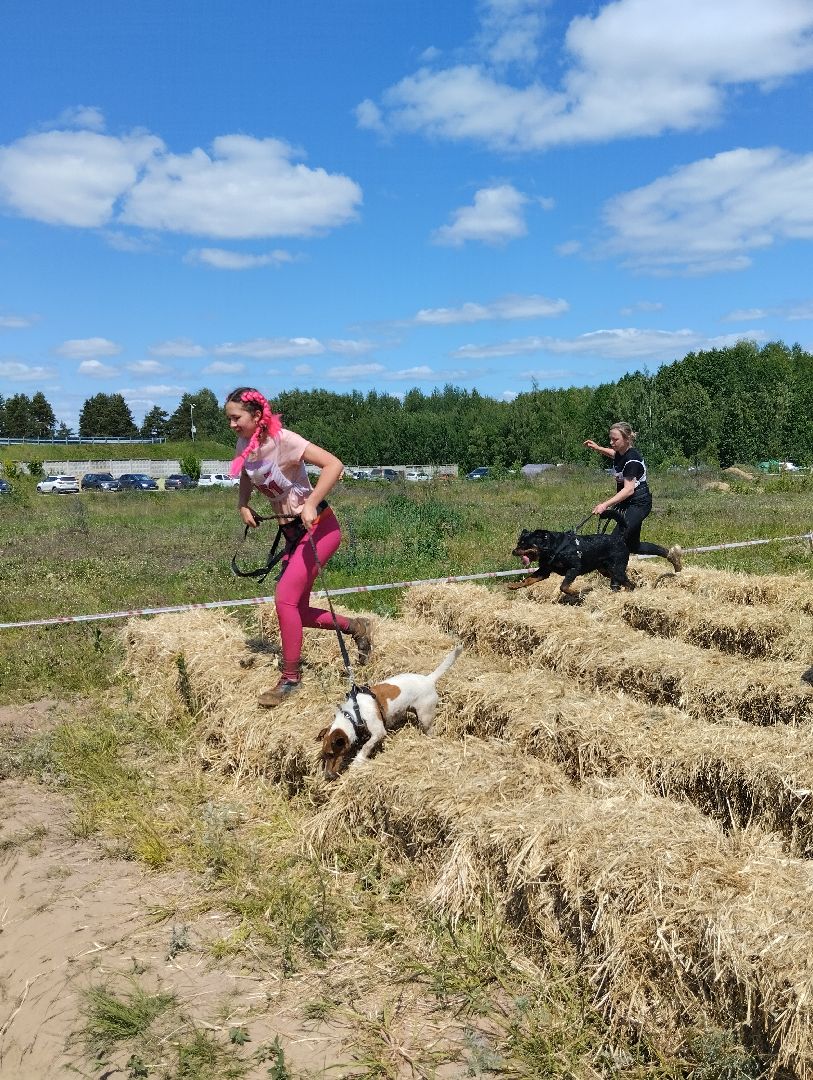 Экстремальные гонки, Хвостатый драйв, гонки с собаками, Старая Купавна, Богородский городской округ, эксклюзив
