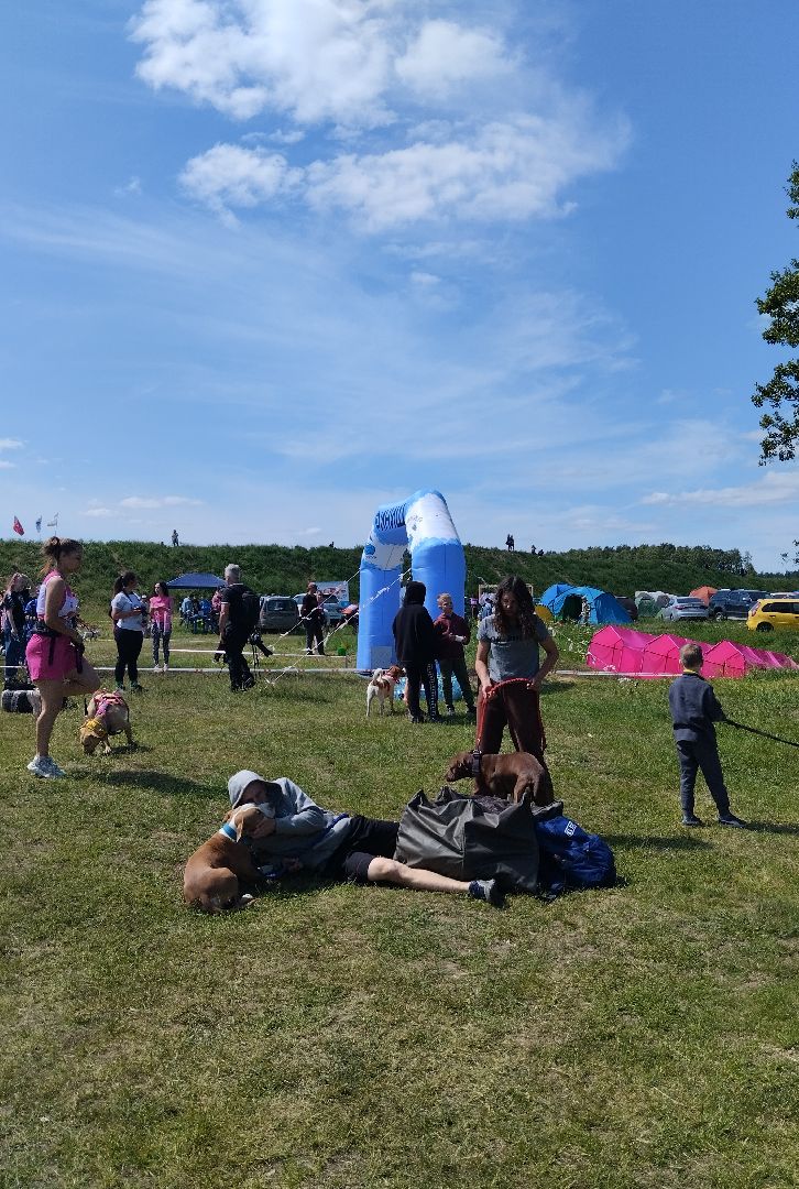 Экстремальные гонки, Хвостатый драйв, гонки с собаками, Старая Купавна, Богородский городской округ, эксклюзив