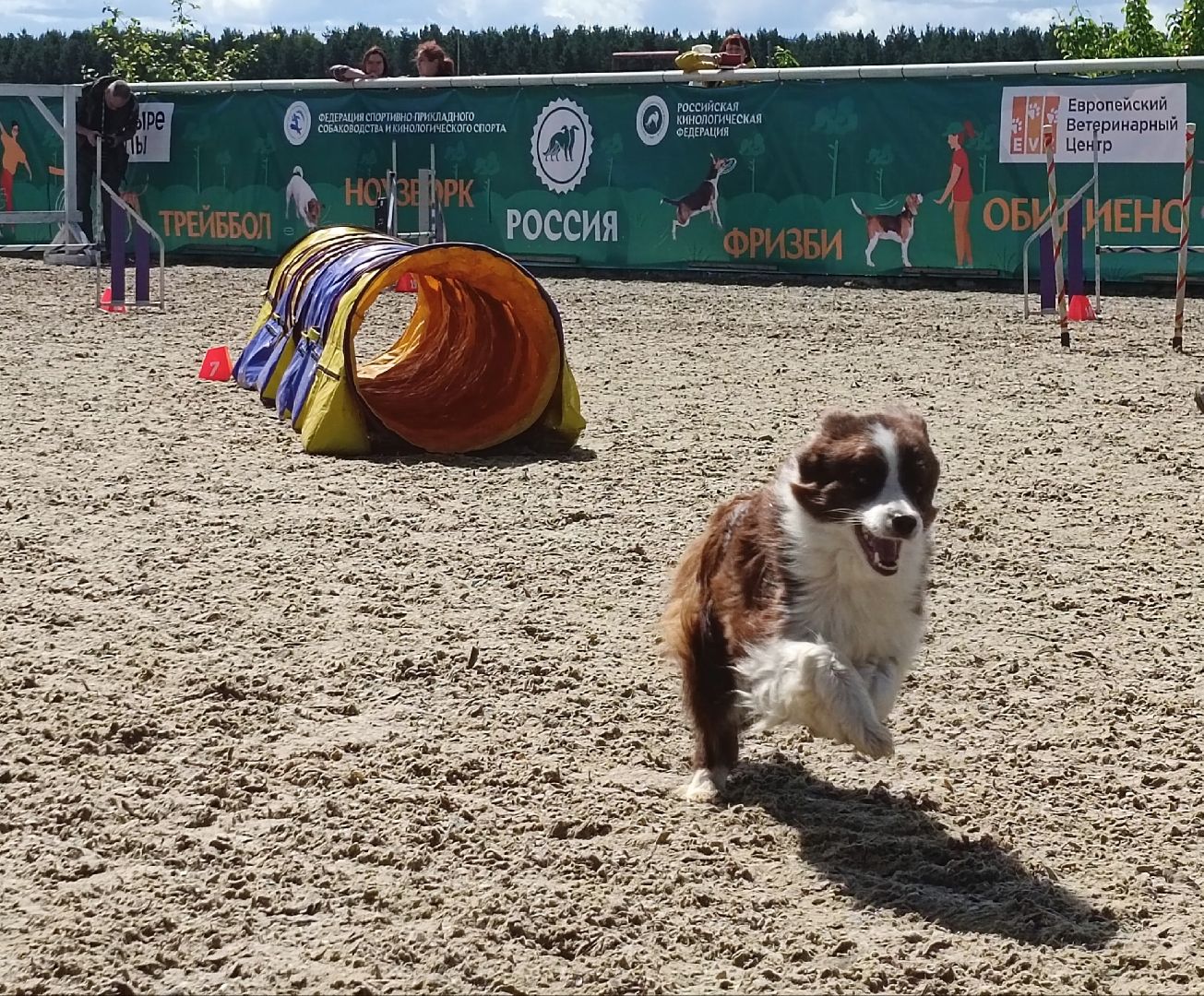 Дмитров, Максима парк, Российская кинологическая федерация, Выставка Россия 2023