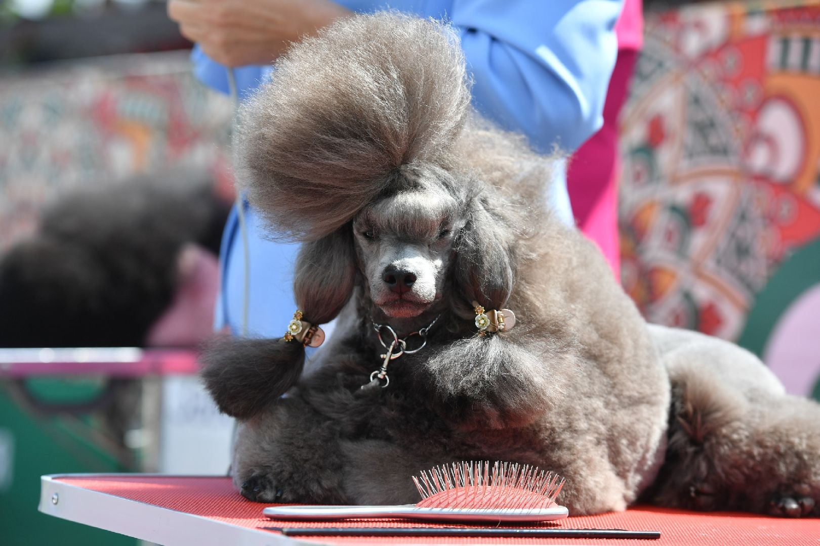 Дмитров, Максима парк, Российская кинологическая федерация, Выставка Россия 2023