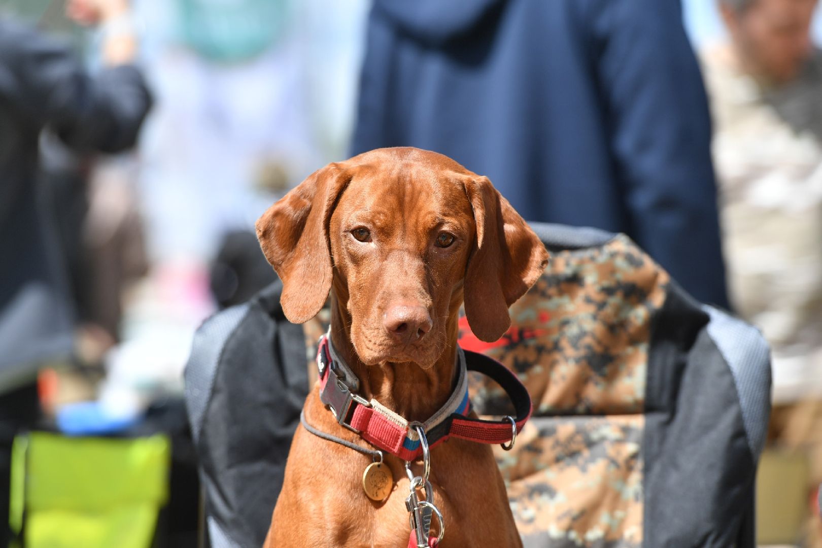 Дмитров, Максима парк, Российская кинологическая федерация, Выставка Россия 2023