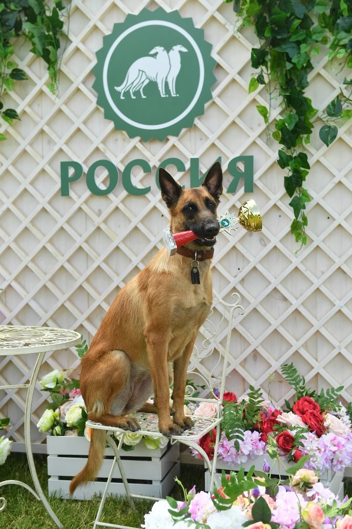Дмитров, Максима парк, Российская кинологическая федерация, Выставка Россия 2023