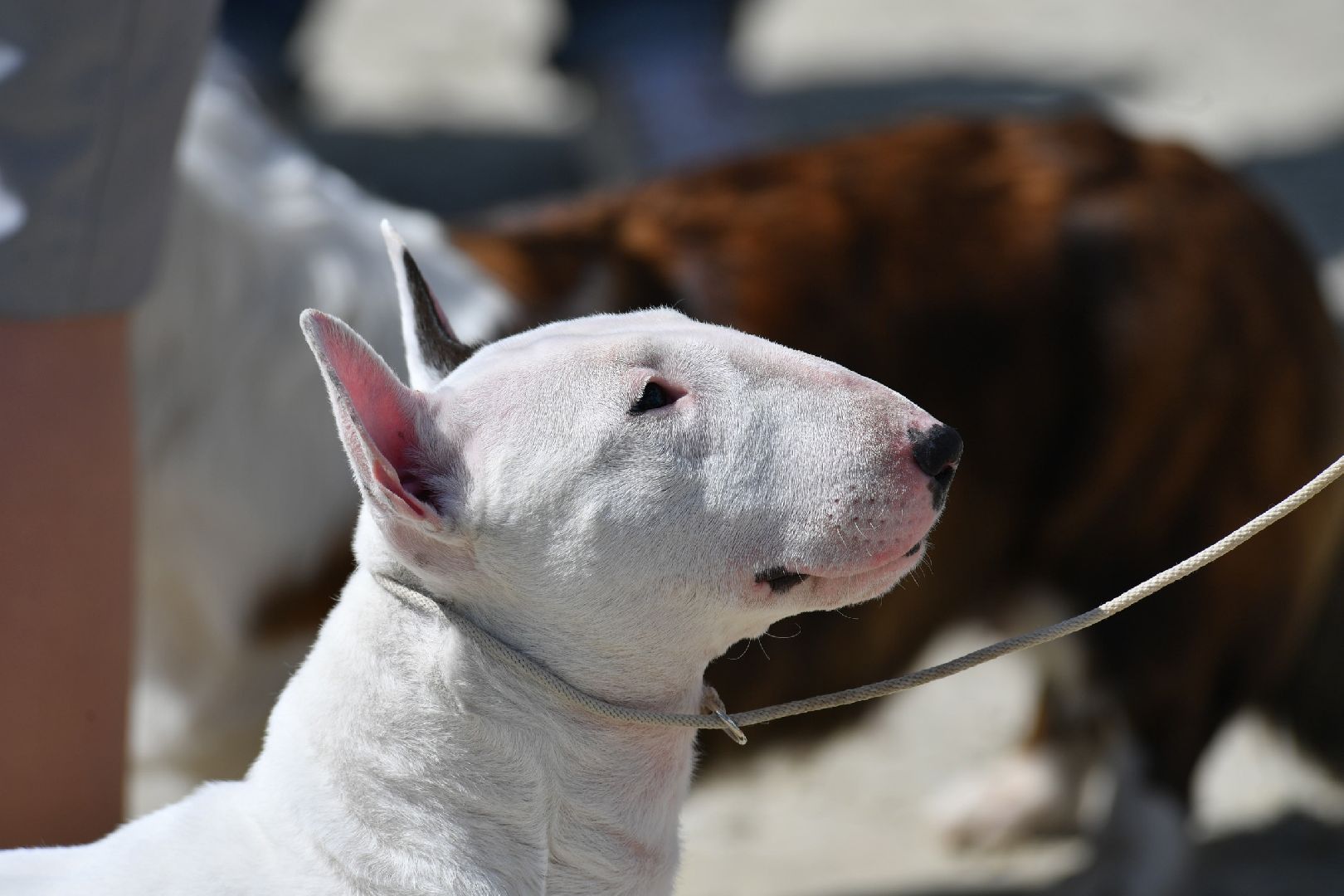Дмитров, Максима парк, Российская кинологическая федерация, Выставка Россия 2023