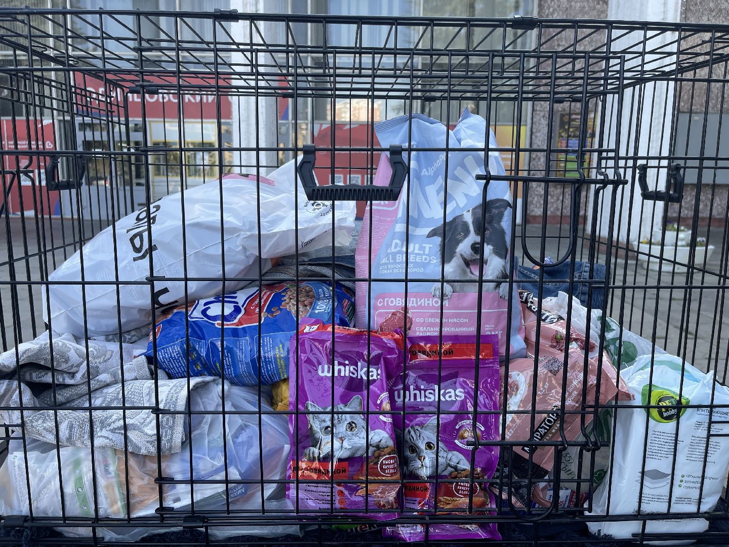 Одинцово, приют, животные, кошки, собаки, благотворительность, Общественная палата, администрация,