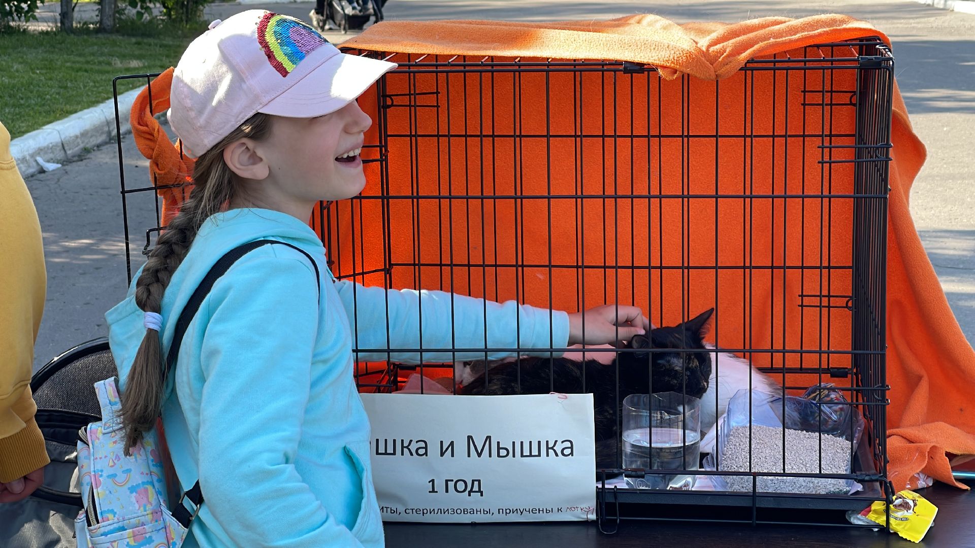 Одинцово, приют, животные, кошки, собаки, благотворительность, Общественная палата, администрация,