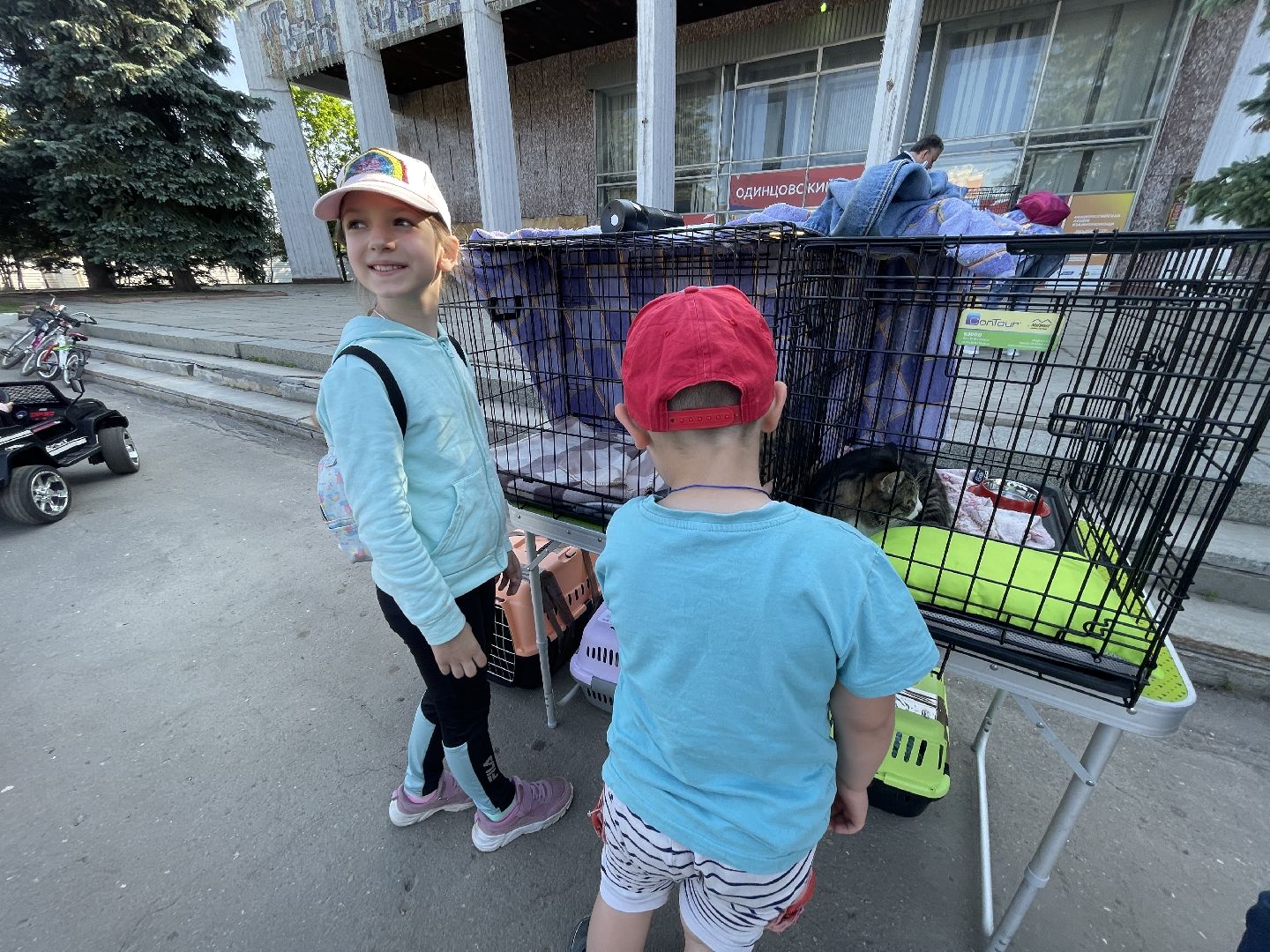 Одинцово, приют, животные, кошки, собаки, благотворительность, Общественная палата, администрация,